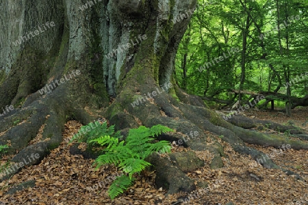 Waldfarn, Athyrium, waechst zwischen bemoostem Stamm einer alten Buche, Fagus, Urwald Sababurg, Hessen, Deutschland