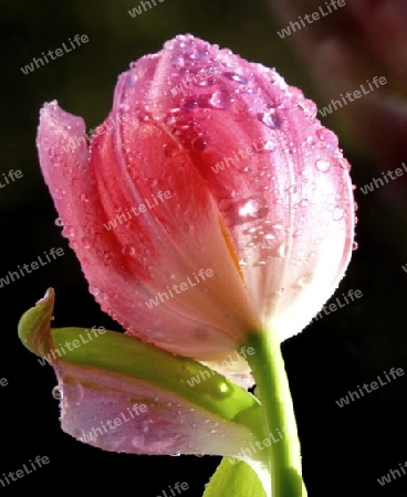 rosa Tulpe nach Regen