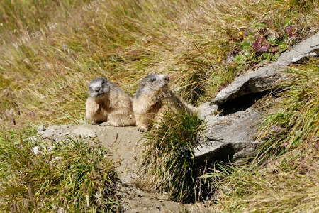 Alpenmurmeltier "Marmota marmota"