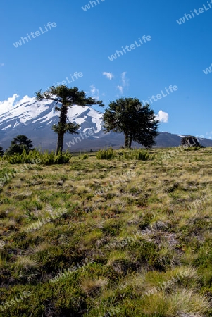 Bergpanorama am Lonquimay (Chile)