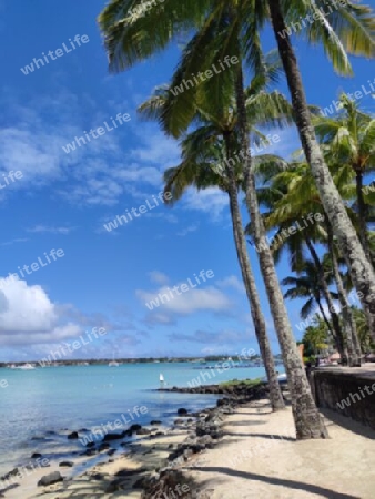 Palmen am Strand in Grand Baie, Mauritius