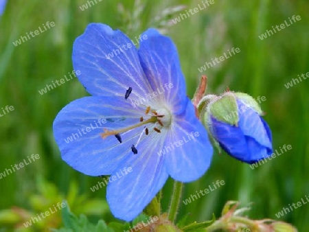 Wiesenblume blau P5120110