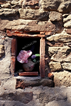 Rose Steinmauer