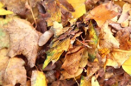 Colorful autumn leaves for backgrounds or textures
