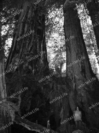 Person under Giant Redwood Trees
