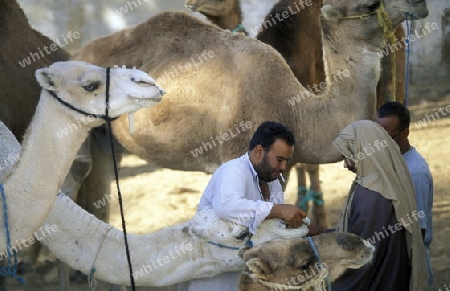 Der Kamel Markt auf dem Dorfplatz in der Altstadt von Douz im Sueden von Tunesien in Nordafrika.