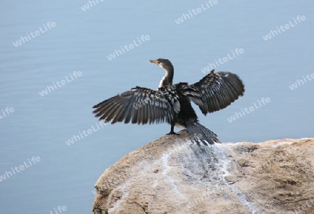 waterside scenery with a bird named "African Darter" in Uganda (Africa) while sitting on a stone with spread wings in front of water surface