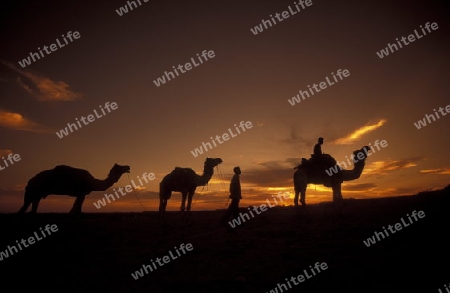 Ein Kamel Besitzer in der Tar Wueste bei Jaisalmer in der Provinz Rajasthan in West Indien in Indien.