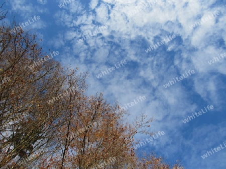 Himmel, Wolken am Waldrand IMG_0520
