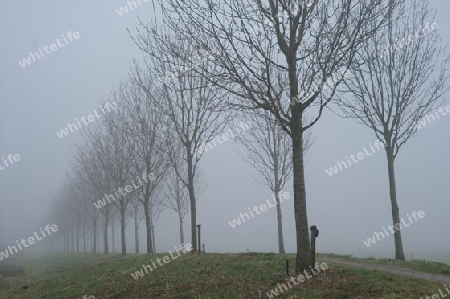Trees and road in fog