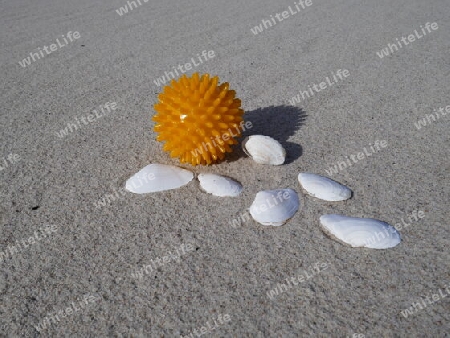 Igelball und Muscheln am Strand