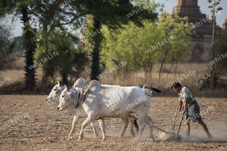 a farmer and his Ox are on the field near the Temples in Bagan in Myanmar in Southeastasia.