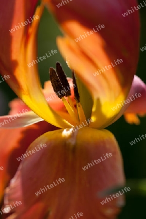 Tulpenportraet, Tulipa