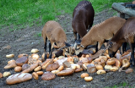 Brot fuer die Tierwelt