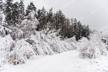 idyllischer Wald im Winter