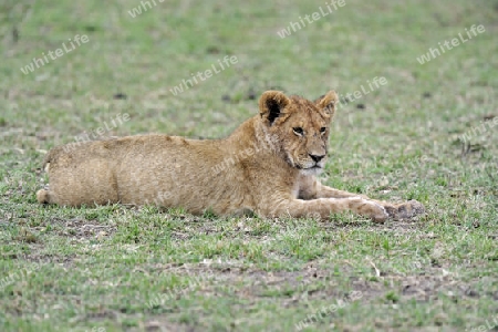 junger L?we, (Panthera leo), Jungtier, ruht nach dem Fressen,  Masai Mara, Kenia, Afrika