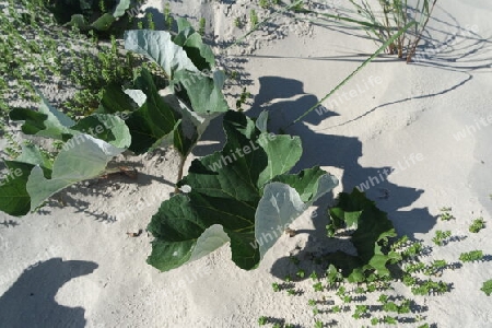 Pflanzen auf Sanddüne