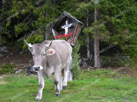 Die heilige Kuh