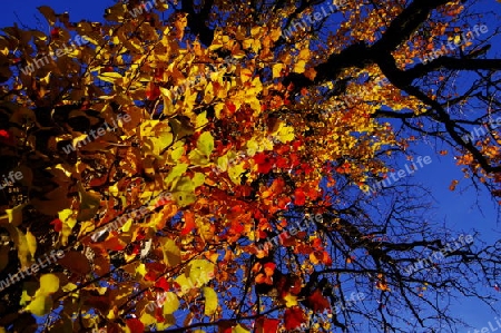 Buntes Herbstlaub in strahlenden Farben