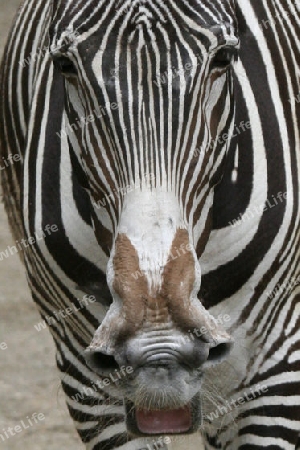 Zebra 006