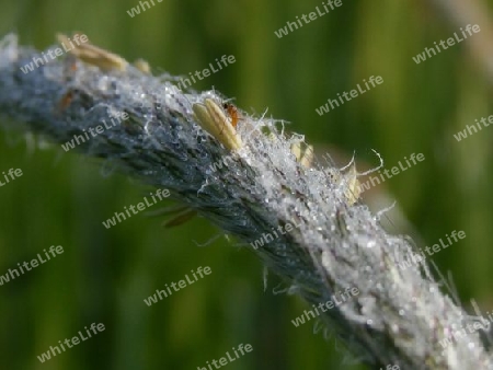 Gras mit Insekt - Der winzigste aller Winzlinge P5120070