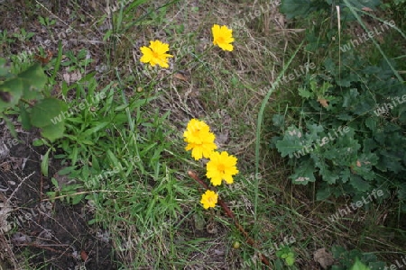 gelbe Blumen am Wegesrand