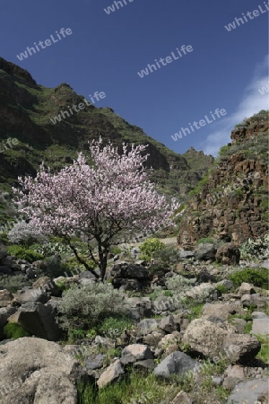 Almont Tree with springflowers in the Barranco de Guayadeque in the Aguimes valley on the Canary Island of Spain in the Atlantic ocean.