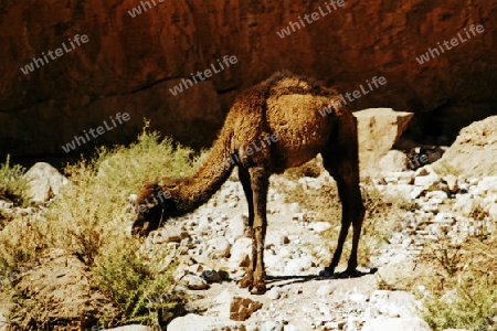 junges Kamel