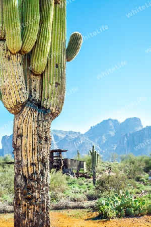 Cactus at Apache Trail in Arizona