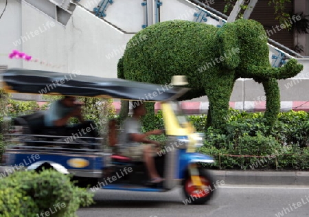 a elephant tree in the city centre at the pratunam aerea in the city of Bangkok in Thailand in Suedostasien.