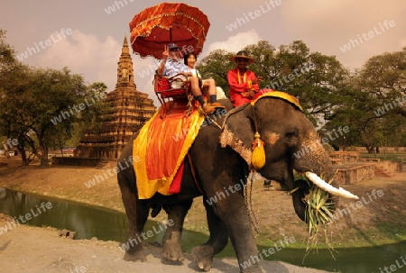 Ein Elephanten Taxi vor einem der vielen Tempel in der Tempelstadt Ayutthaya noerdlich von Bangkok in Thailand