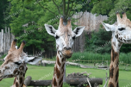 Giraffen im Zoo