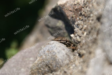 spanische mauereidechse nah - podarcis hispanica
