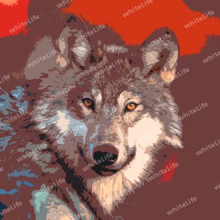 Wolf 004