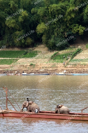 Mekong Elefanten