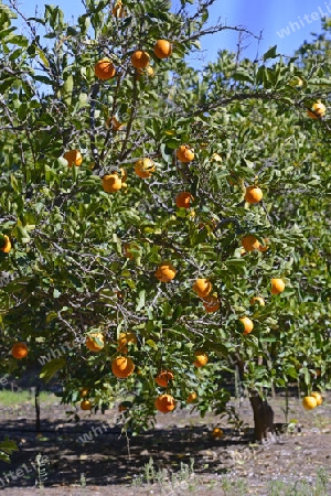 Orangen an B?umen in einer Plantage bei Clanwilliam, West Kap, Western Cape, S?dafrika, Afrika