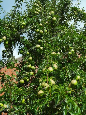 Birnbaum mit Früchten