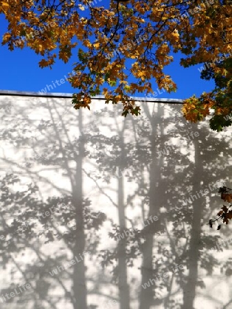 Baum wirft Schatten auf eine Hausfassade