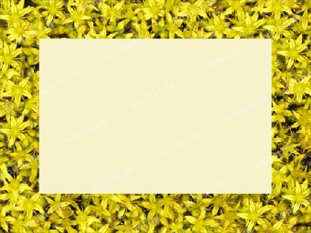 Blumenrahmen,  gelber Mauerpfeffer