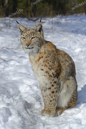 Eurasischer, europ?ischer Luchs oder Nordluchs (Lynx lynx) im Schnee im Winter, Brandenburg, Deutschland , Europa