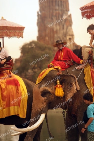 Ein Elephanten Taxi vor einem der vielen Tempel in der Tempelstadt Ayutthaya noerdlich von Bangkok in Thailand. 