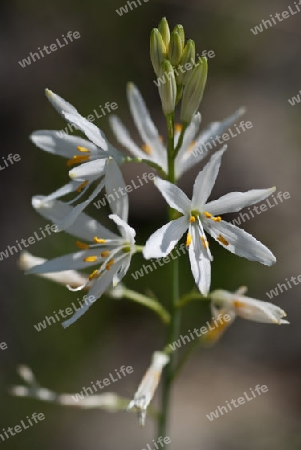 Astlose Graslilie ,Anthericum liliago