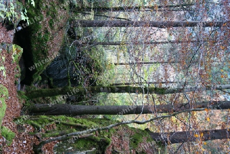 Ruhe im Wald