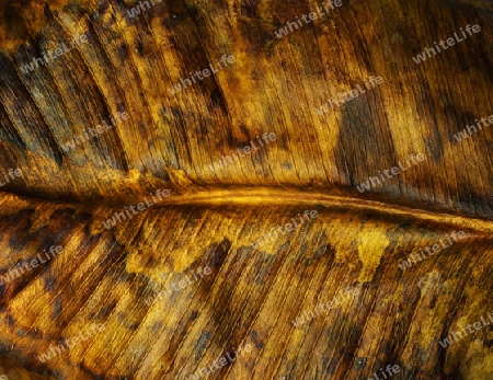 Wilted leaf of a rubber tree - Welkes Blatt eines Gummibaumes                               