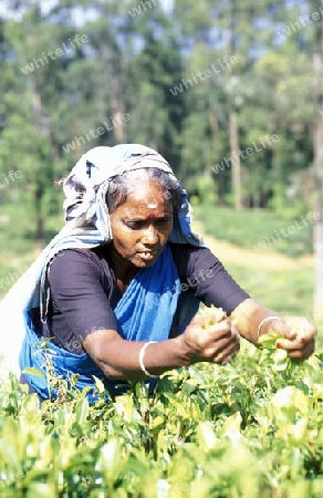 Eine Frau beim Teepfluecken in einer Teeplantage in den Bergen bei Nuwara Eliya auf der Insel Sri Lanka im Indischen Ozean.