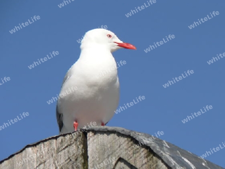 Seagull2