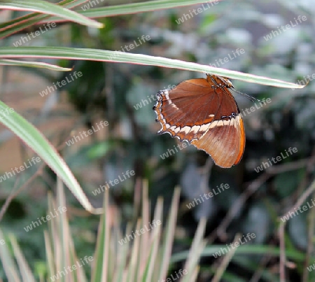 Schmetterling am Grashalm