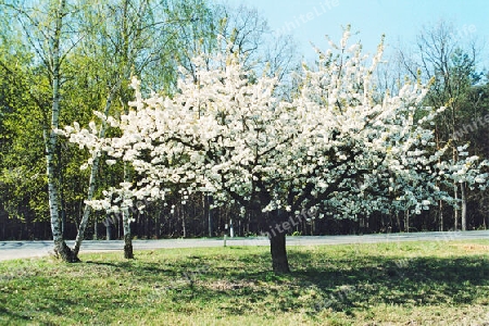 Der Kirschbaum in Werder