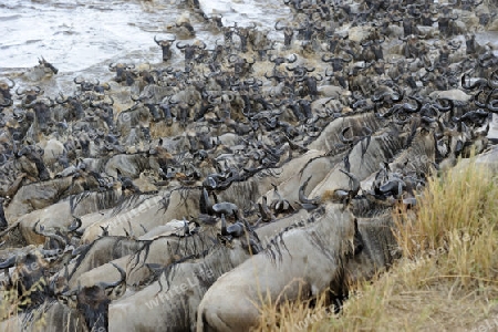 Gnu, Streifengnu, Weissbartgnu (Connochaetes taurinus), Gnumigration, dr?ngelnde Gnus am Mara Ufer, Masai Mara, Kenia
