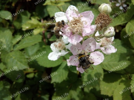 Biene auf Brombeerblüte II